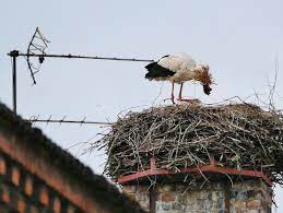 Vogelnest Wikipedia