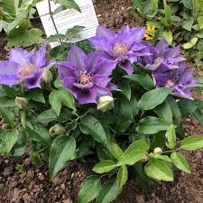 Clematis bijou ™ for example is a great dwarf clematis, which is very free flowering and packs a big punch for such a compact plant. Clematis Bijou Clematis Bijou Uploaded By Anl