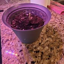 Image result for Coleus cylindraceus