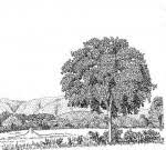 Image result for Berchemia discolor