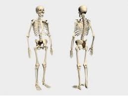 Download human anatomy 3d models in 3ds, c4d, fbx, obj and other file formats: Human Anatomy 3d Model Free Download Cadnav