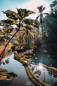 Tegalalang Rice Terrace Bali Indonesia Nature Photography In 2020 Beautiful Places To Travel Bali Travel Photography Beautiful Places Nature