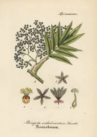 Image result for Hagenia abyssinica