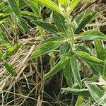 Image result for Ocimum filamentosum