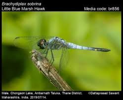 Image result for Hubbardochloa gracilis