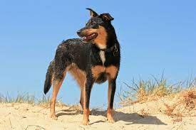 Australian Kelpie Complete Guide Info Pictures Care More Pet Keen