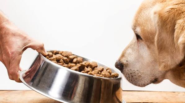 My dog won't eat - how to stimulate his appetite again