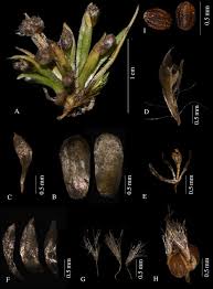 Image result for Eriocaulon truncatum
