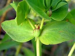 Image result for Euphorbia schimperiana