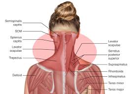 Webmd's shoulder anatomy page provides an image of the parts of the shoulder and describes its function, shoulder problems, and more. Neck Shoulders Fusionteachertraining Com