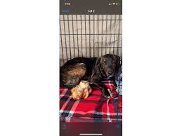 Forms faqs contact us nsw find my council. Pet Microchip Id Lookup Registration For Dogs Cats