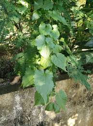 Image result for Grewia micrantha