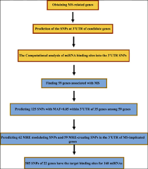 Martin joller, von dallenwil, in villmergen. The Snps Within 3 Utr Of Mirna Target Genes Related To Multiple Sclerosis A Computational Prediction Bentham Science