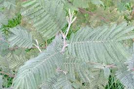 Image result for Acacia dealbata