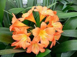 Pin On Plantas Con Su Nombre