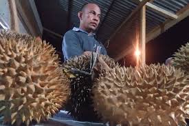 Tiga kaki pada bibit durian unggul ini adalah berasal dari satu buah bibit durian musang king sebagai batang utama, ditopang dengan 2 batang durian lokal dengan kualitas. Nikmat Legit Durian Musang King Di Lhokseumawe Mau Coba Halaman All Kompas Com