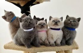قطط للبيع في أبو ظبي لطيف القطط قصيرة الشعر البريطانية للبيع please whatsapp us on 1 619 797 6853 for more info about them cats animals