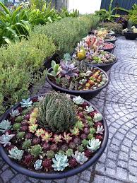 A good succulent soil allows for easy root growth by allowing for fast air and water exchange. Potted Succulent Gardens World Of Succulents Succulent Garden Design Succulent Garden Diy Succulent Landscaping