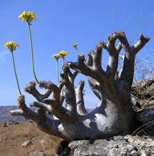Image result for Pachypodium