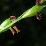 Image result for Acroceras zizanioides
