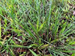 Image result for Tristachya