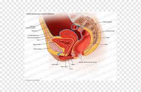 Zack starts with a low resolution box mesh, adds gesture and rhythm to the character and then takes the design through to final detailing. Pelvic Floor Perineum Pelvis Anatomy Woman Woman People Heart Chicken Png Pngwing