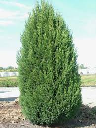 Cupressocyparis Leylandii Blue Jeans Hedge Conifers Leyland Cypress Evergreen Plants Ornamental Trees