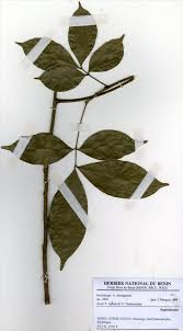 Image result for Pancovia