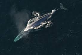 Maybe you would like to learn more about one of these? Blue Whale Noaa Fisheries