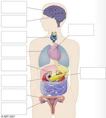 Please to search on seekpng.com. Healthy Body Systems 1 Proprofs Quiz