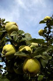 Best michigan fruit trees for sale. Vranja Quince Tree 22 00 Quince Apple Trees And Fruit Trees For Sale Buy At Competitive Prices With Wholesale Discounts