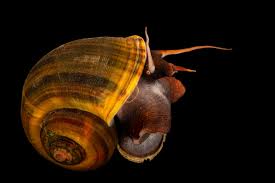 Image result for Isoglossa punctata