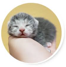 Donate to the humane society of yuma. El Paso Animal Services Adopt Foster And Donate