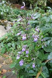 Image result for Brillantaisia owariensis