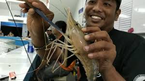 Cara Memancing Udang Galah Kolam Best Ke Jom Tengok Suasana Youtube