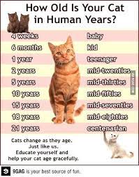 How Come I Never Know This Cat Ages Cat Years Cats