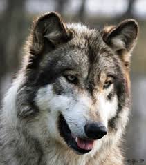 Gri Kurt Yellowstone Milli Parki Wyoming Wolf Husky Wolf World Wolf Photos