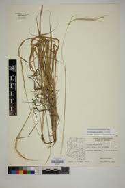 Image result for Trachypogon spicatus