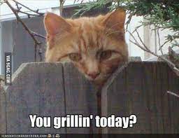 Nosy Neighbor Cat 9gag