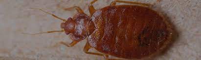Do you have a bed bugs problem in orange, florida? Bed Bug Heat Treatment Los Angeles Bed Bug Heat Treatment Riverside