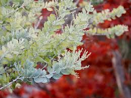 Image result for Acacia podalyriifolia