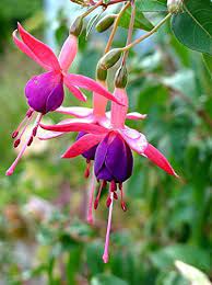 Pin On Gardening Ideas