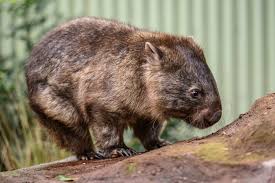 Image result for Common wombat