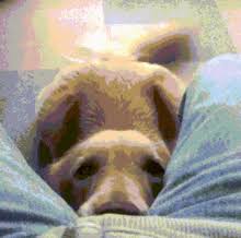 Tail Wagging Gifs Tenor Dogs wag their tails to tell us something about how they're feeling, just as they do with other forms of body. tail wagging gifs tenor