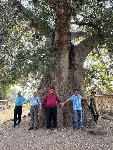 Historic Baobab tree at Wai Heritage Walk