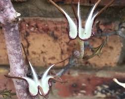 Image result for Ceropegia mirabilis