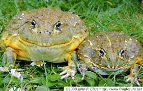 Image result for Pycreus africanus