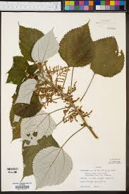 Image result for Boehmeria nivea