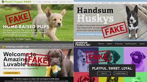 The better business bureau also says at least 80 percent of websites advertising pets for sale, the vast majority believed to be puppies, are frauds and mostly based in west africa. Online Puppy Scam Warning Wgn Tv