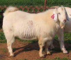Black And White Goat Breeds Goat Breeds Savanna Extension Savanna Goats Boer Goats Goats